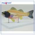 ПНТ-0822 анатомическая модель,модель взрезывания рыбы 